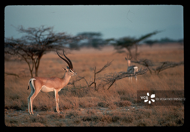 葛氏瞪羚图片素材