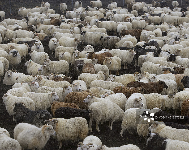 围捕中的绵羊图片素材