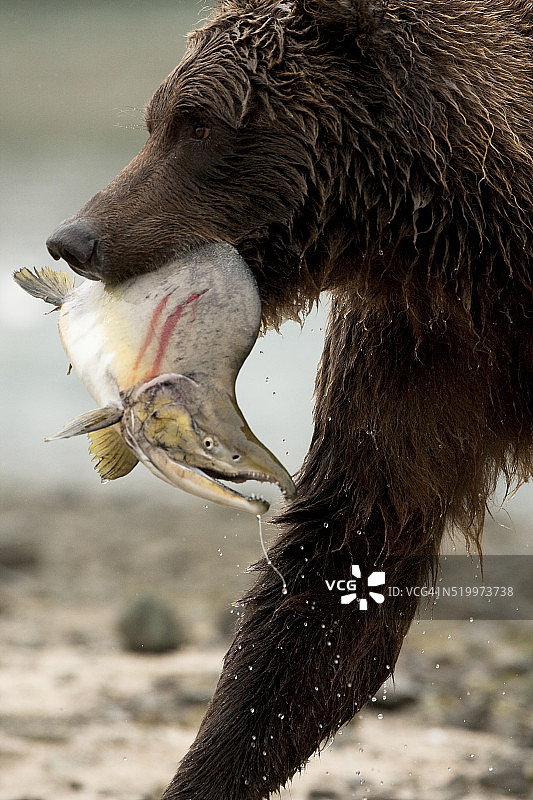 灰熊捕食鲑鱼图片素材