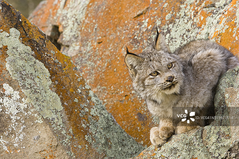 巨石旁的加拿大猞猁图片素材