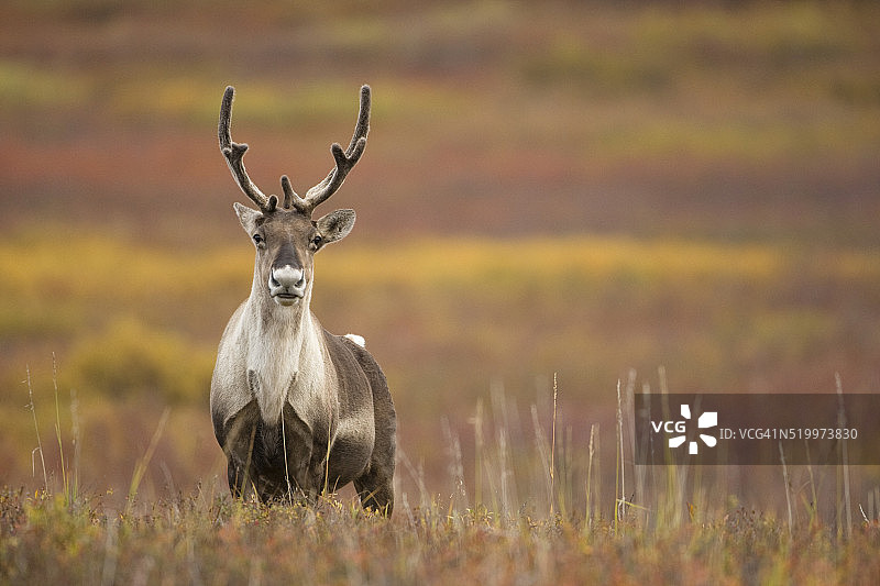 在草地上的贫瘠的地面驯鹿图片素材