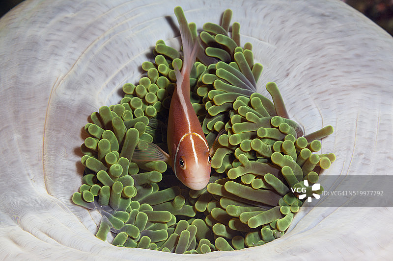 所罗门群岛的粉红海葵鱼图片素材