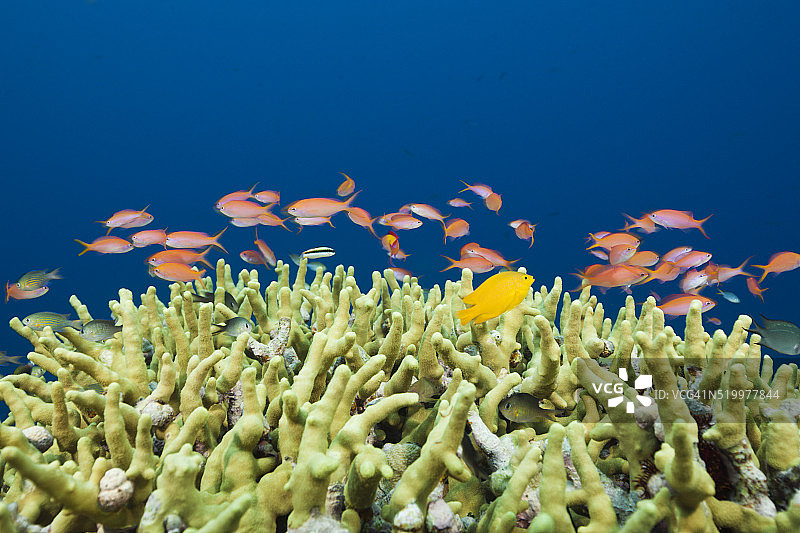 所罗门群岛礁石上的 Lyretail Anthias图片素材