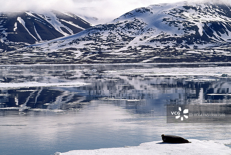 挪威峡湾冰上的髯海豹图片素材