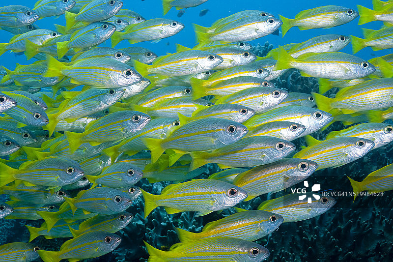 拉贾安帕群岛的大眼鲷鱼群图片素材