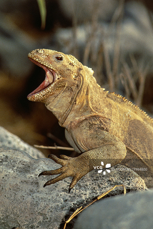 栖息在岩石上的鬣蜥图片素材