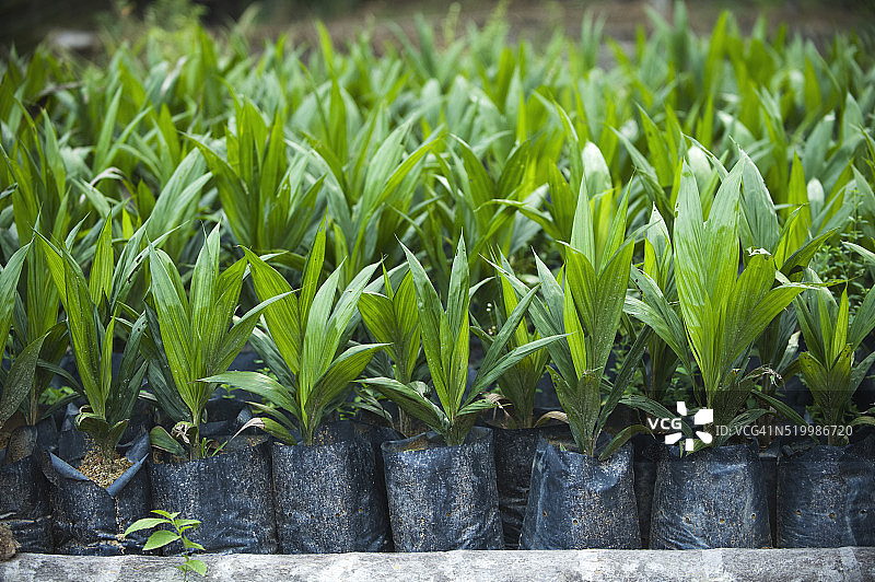 新山柔佛苗圃植物图片素材