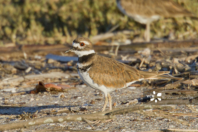 姬鹬，加利福尼亚州后湾保护区图片素材