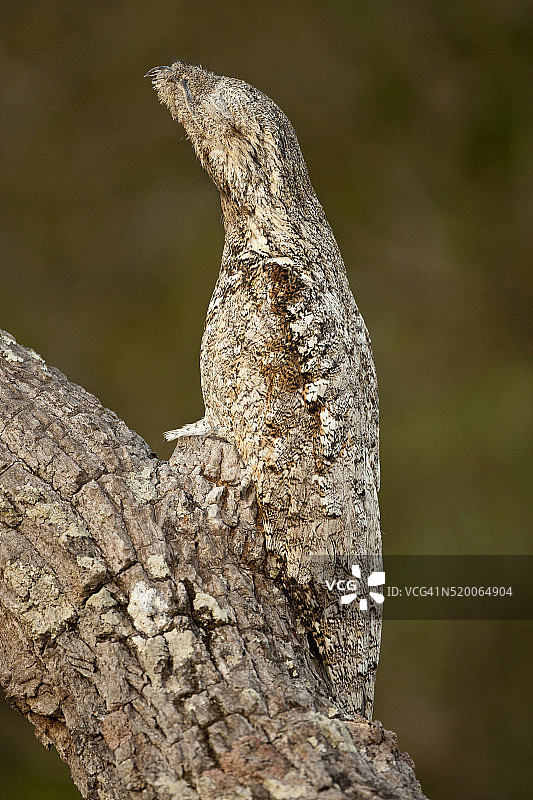 巴西潘塔纳尔的裸睡鸟，栖息在树枝上，通过姿势和伪装，看起来像树枝图片素材
