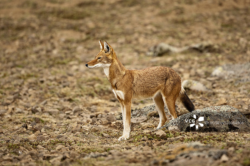 埃塞俄比亚狼，栖息于巴莱山国家公园图片素材