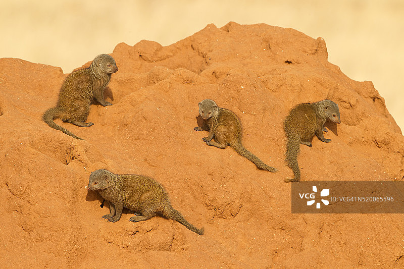 肯尼亚桑布鲁禁猎区，侏儒獴家庭在白蚁丘上晒太阳，准备开始清晨的狩猎图片素材