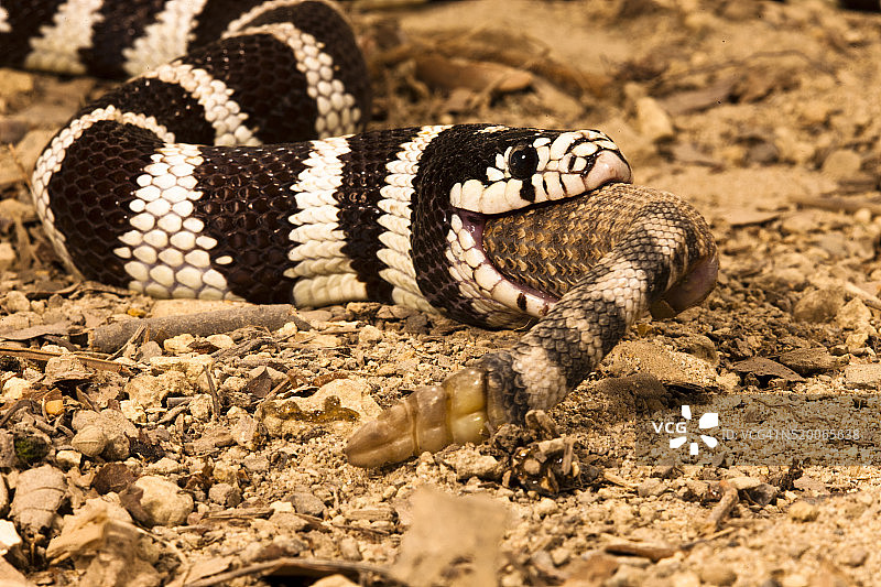 加州王蛇捕食响尾蛇（受控环境）图片素材