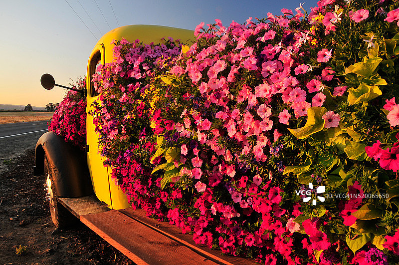 俄勒冈州波特兰索维岛，老式皮卡车厢里色彩缤纷的夏花沐浴在傍晚的阳光下图片素材
