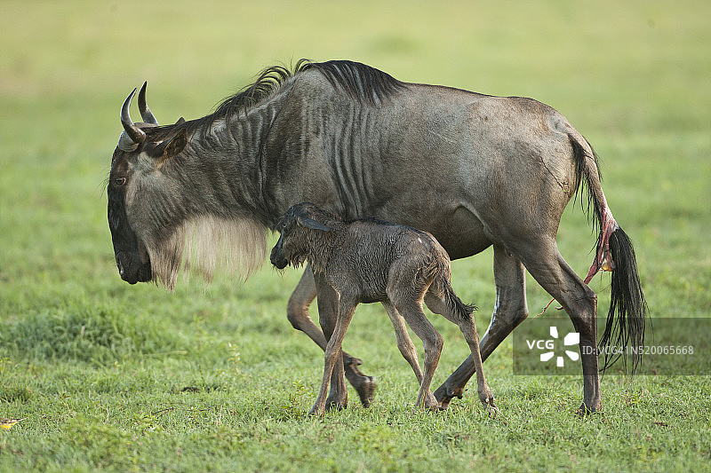 恩戈罗恩戈罗火山口中正在分娩的白须角马图片素材