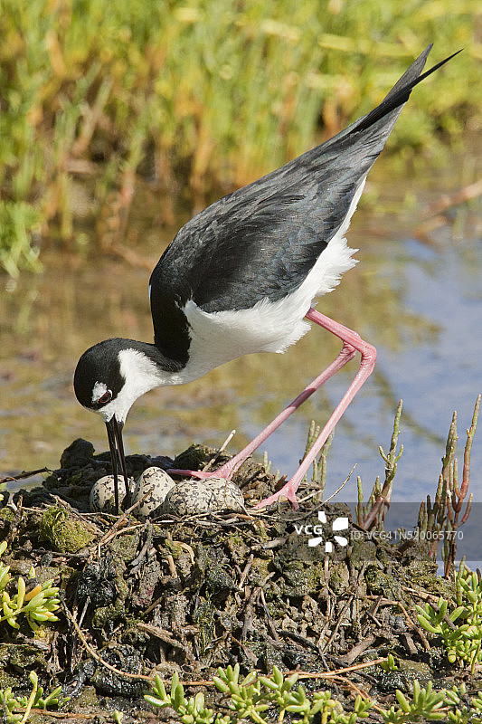 黑颈长脚鹬在巢中孵蛋图片素材