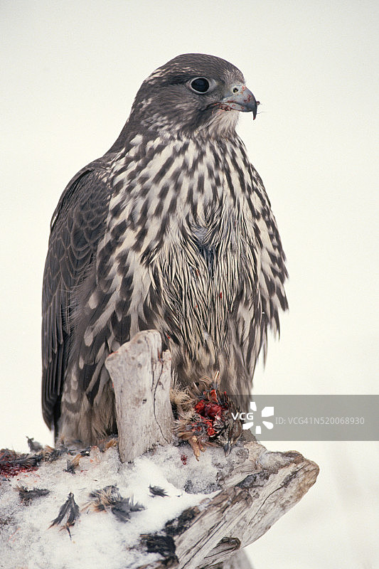 猎隼捕食死鸟图片素材
