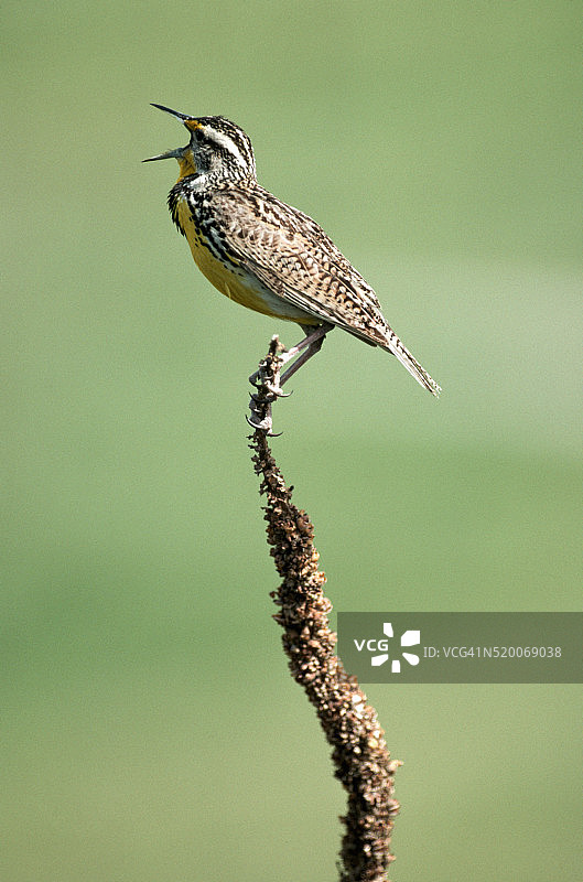 西部草地鹨鸣叫的侧面照图片素材