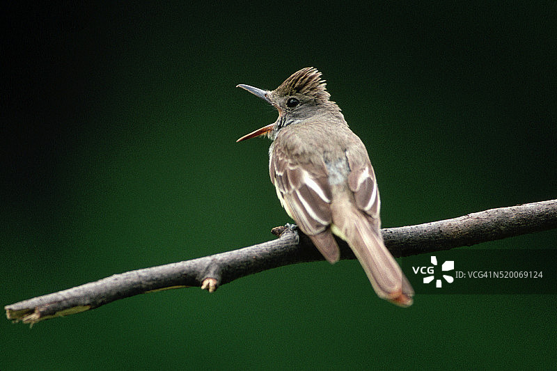 栖息在树枝上的大凤头蝇霸鹟图片素材