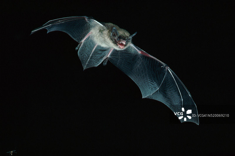 飞行中的小棕蝙蝠图片素材