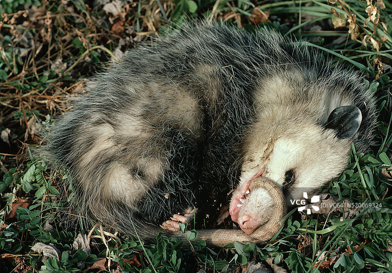 弗吉尼亚负鼠装死图片素材