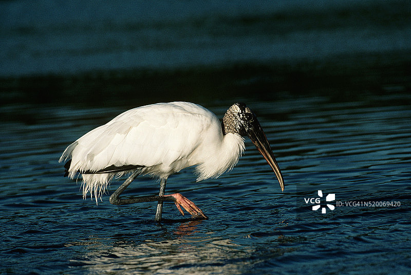 水中觅食的林鹳图片素材