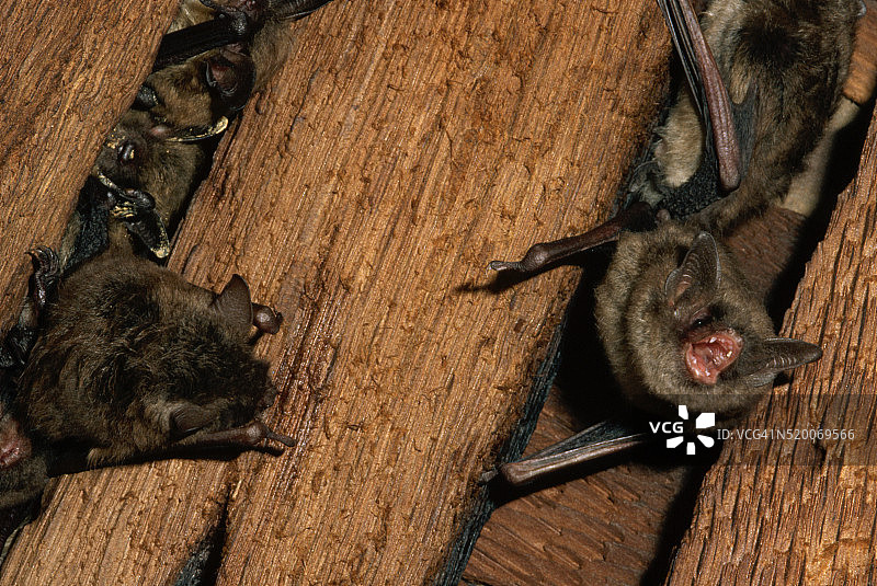 教堂天花板上的小棕蝙蝠群落图片素材