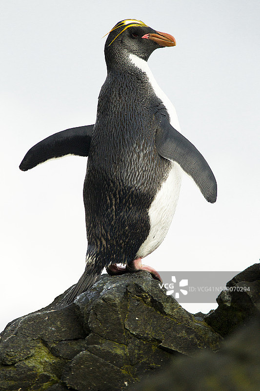 拍打翅膀的马可罗尼企鹅图片素材