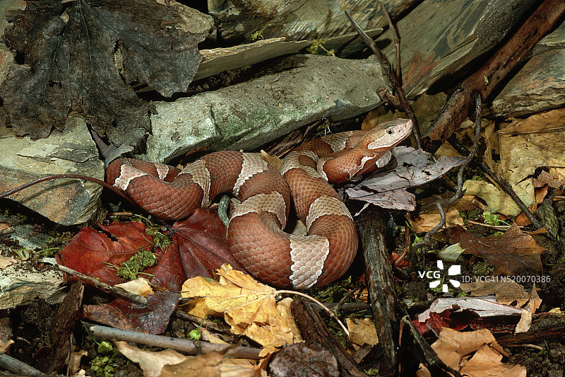盘绕在树叶中的带状铜头蝮蛇图片素材