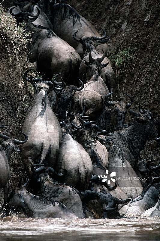 奋力从河中出来的角马图片素材