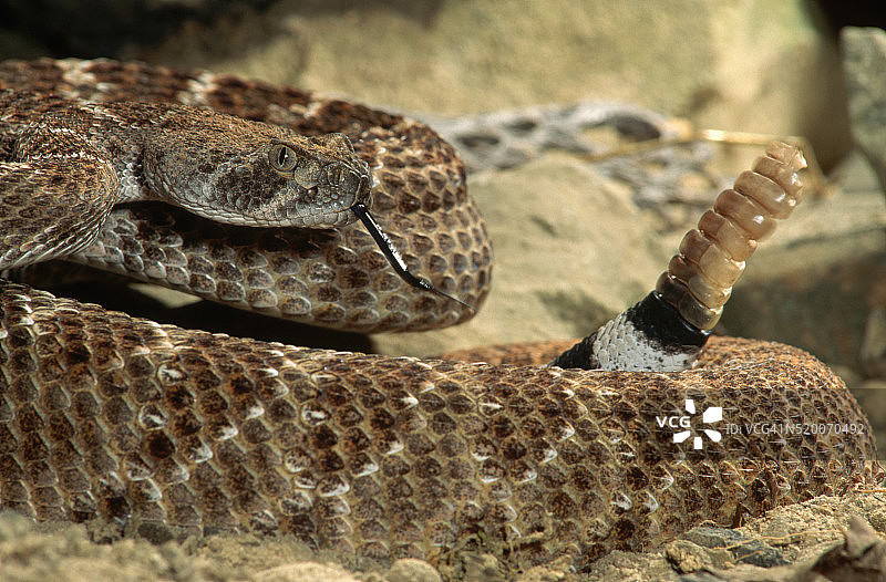 西部菱斑响尾蛇图片素材