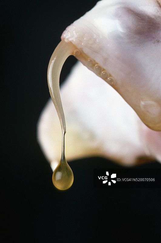 菱斑响尾蛇毒牙上的毒液图片素材