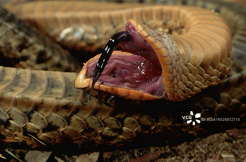 东部猪鼻蛇装死图片素材