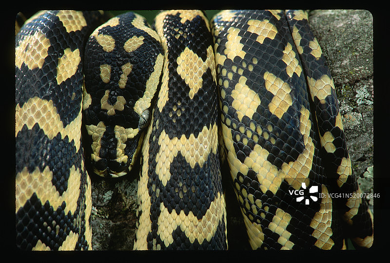 特写：地毯蟒图片素材