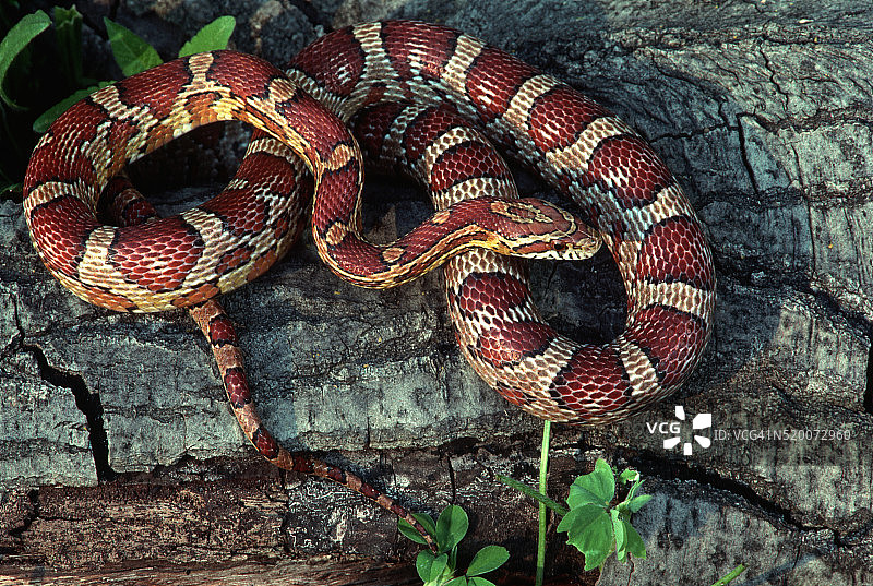 玉米蛇图片素材