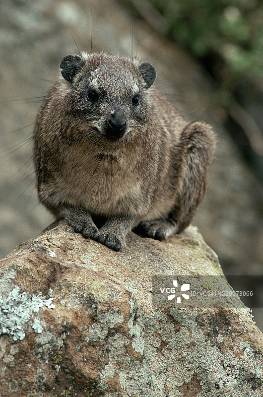 岩石蹄兔图片素材