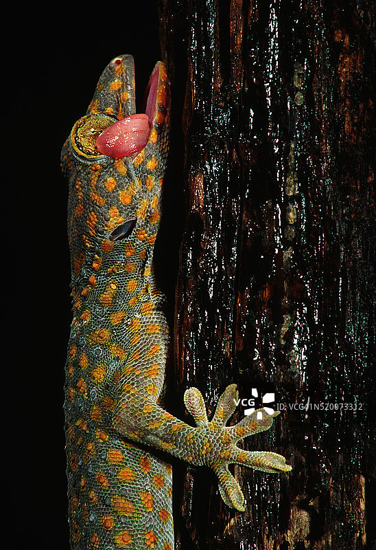 树干上的大壁虎图片素材