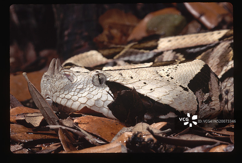 叶子下的加蓬咝蝰头部图片素材