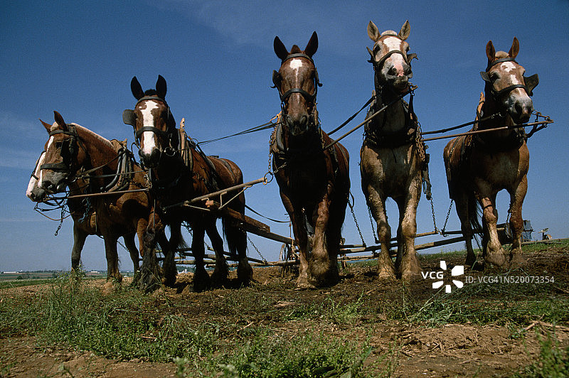耕地的马匹团队图片素材
