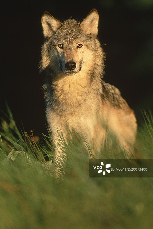 灰狼身上的金色光芒图片素材