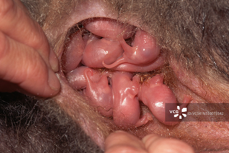 弗吉尼亚负鼠在育儿袋中哺乳图片素材