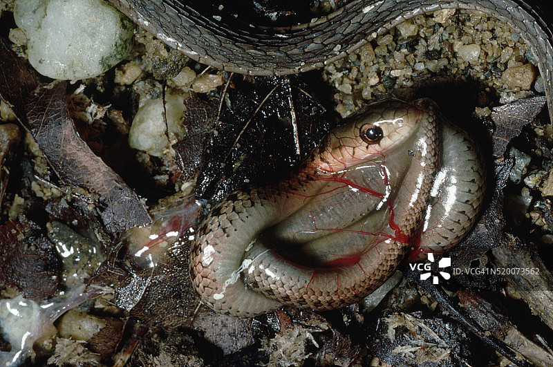 幼年束带蛇在卵囊中图片素材