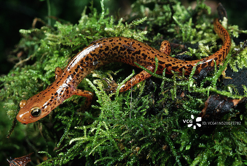 长尾火蜥蜴图片素材