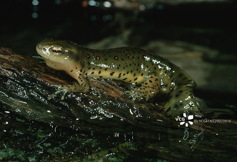红点蝾螈图片素材