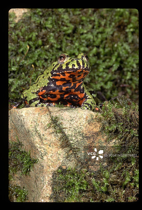 东方铃蟾在岩石上图片素材