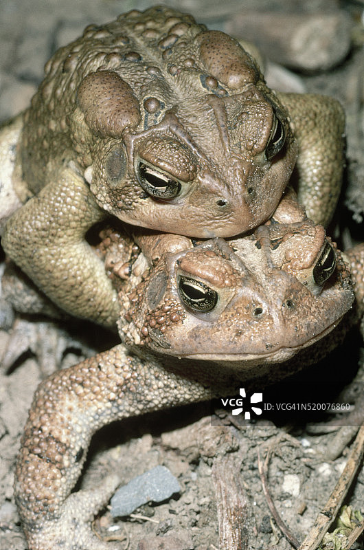 交配中的美洲蟾蜍图片素材