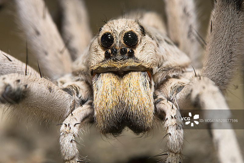 沙漠狼蛛图片素材