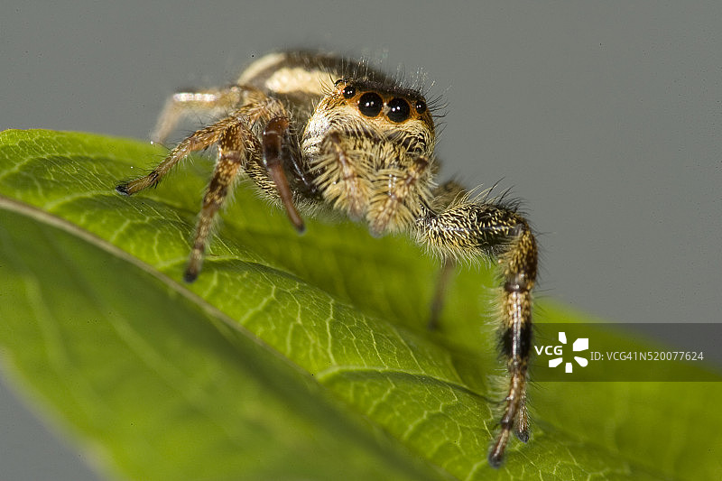 准备跳跃的食蚜蝇跳蛛图片素材