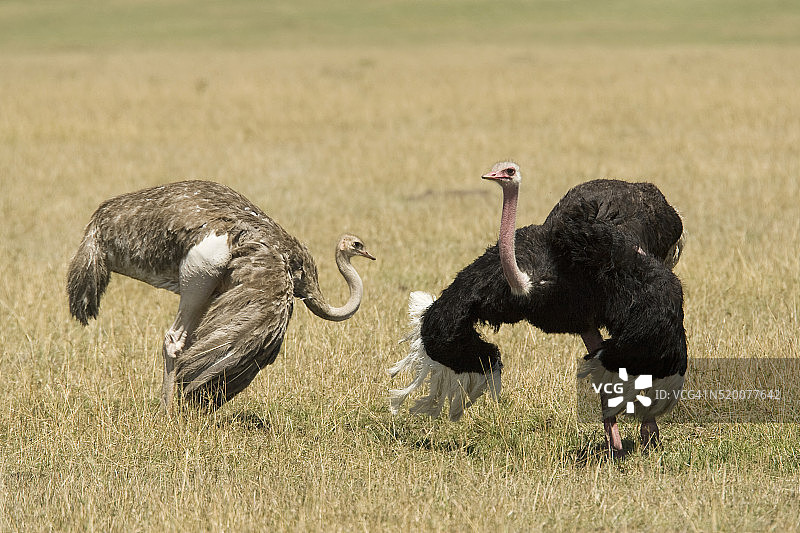 两只马赛鸵鸟的求偶仪式图片素材