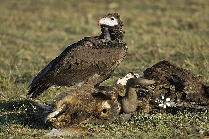 白头秃鹫栖息在腐肉上图片素材