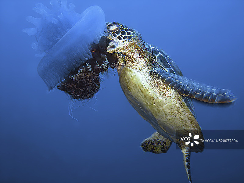 海龟吃水母图片素材